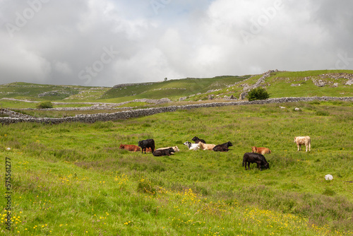 Fotografie Cows on an upland pasture near Malham Cove, Yorkshire Dales National Park, North