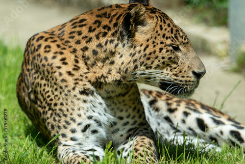 Male Sri Lankan leopard in captivity at Banham Zoo in Norfolk, UK