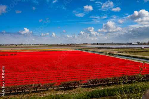 Field of red tulips in Keukenhof, Netherlands