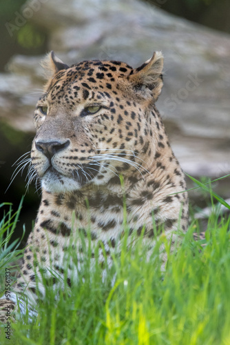 Portrait of male Sri Lankan leopard laying/resting in grass. In captivity at Banham Zoo in Norfolk, UK