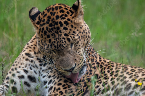 Male Sri Lankan leopard laying resting in grass. in captivity at Banham Zoo in Norfolk  UK 