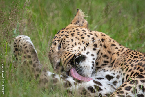 Male Sri Lankan leopard washing preening with tongue out in grass. in captivity at Banham Zoo in Norfolk  UK 