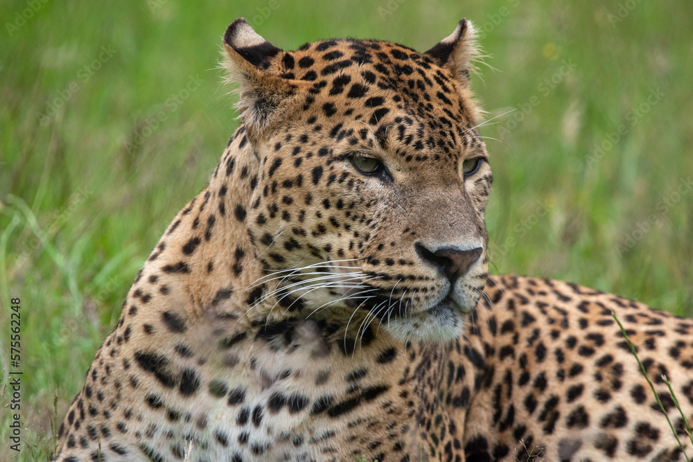 Male Sri Lankan leopard laying/resting in grass. in captivity at Banham Zoo in Norfolk, UK Male Sri Lankan leopard laying/resting in grass. in captivity at Banham Zoo in Norfolk, UK