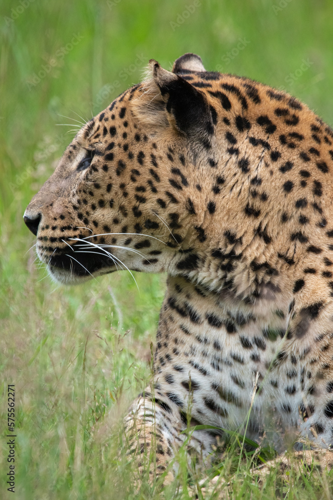 Obraz premium Male Sri Lankan leopard laying/resting in grass. in captivity at Banham Zoo in Norfolk, UK 