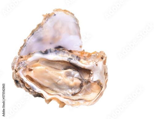 Oyster isolated on white background