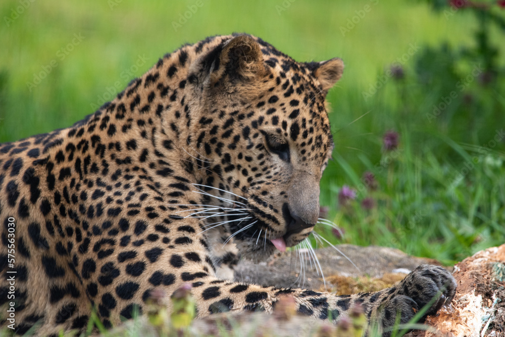 Young male Sri Lankan leopard laying/resting in grass. in captivity at Banham Zoo in Norfolk, UK Young male Sri Lankan leopard laying/resting in grass. in captivity at Banham Zoo in Norfolk, UK