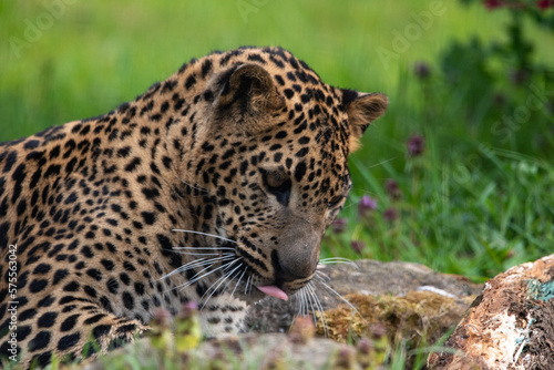 Young male Sri Lankan leopard laying resting in grass. in captivity at Banham Zoo in Norfolk  UK