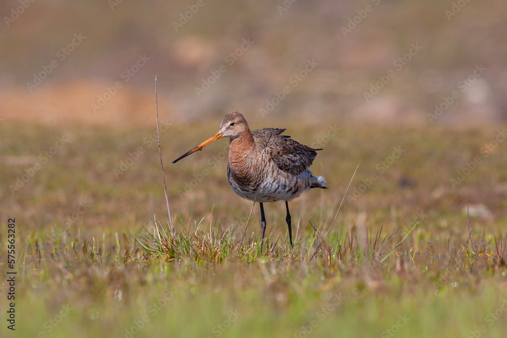 bird watching on the grass, Black-tailed Godwit, Limosa limosa bird watching on the grass, Black-tailed Godwit, Limosa limosa