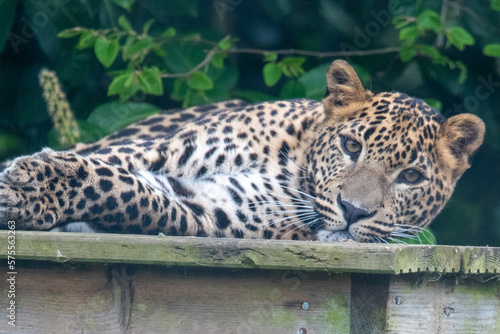 Young male Sri Lankan leopard laying/resting on wooden platform. in captivity at Banham Zoo in Norfolk, UK