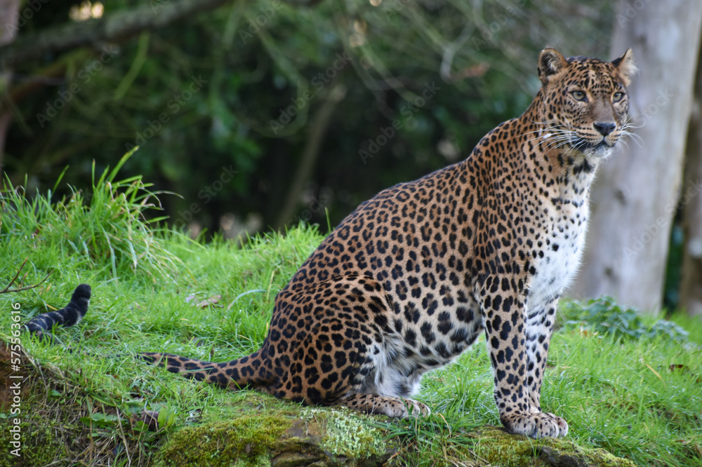 Full body shot of female Sri Lankan leopard standing in captivity at a zoo. At Banham Zoo in Norfolk, UK Full body shot of female Sri Lankan leopard standing in captivity at a zoo. At Banham Zoo in Norfolk, UK
