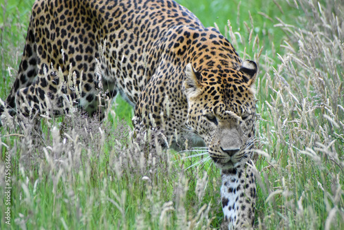 Male Sri Lankan leopard on the prowl walking through grass. In captivity at Banham Zoo in Norfolk  UK