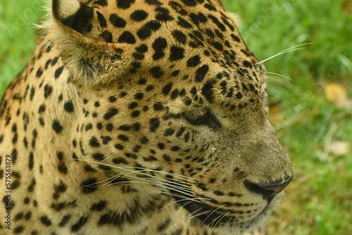 Close up portrait of male Sri Lankan leopard. In captivity at Banham Zoo in Norfolk  UK