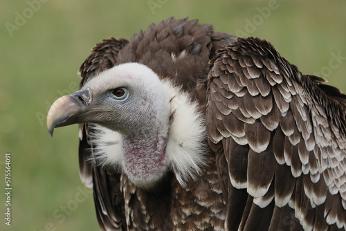 Portrait of a Rüppell's Vulture against a green background
