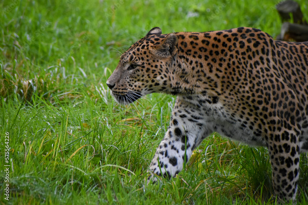 Fototapeta premium Male Sri Lankan leopard walking/prowling through grass. In captivity at Banham Zoo in Norfolk, UK 