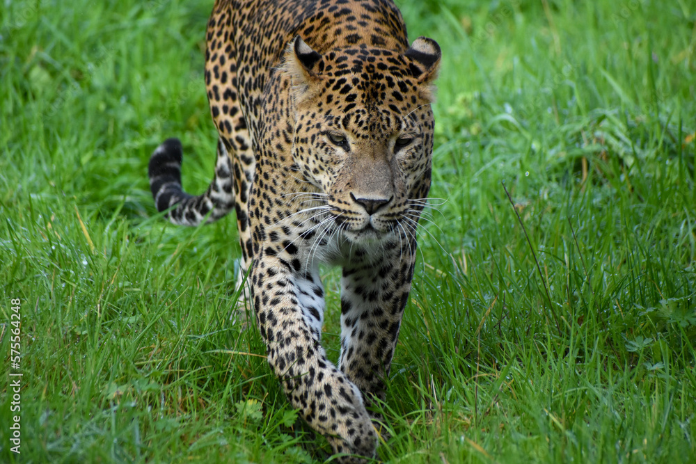 Male Sri Lankan leopard walking/prowling through grass. In captivity at Banham Zoo in Norfolk, UK Male Sri Lankan leopard walking/prowling through grass. In captivity at Banham Zoo in Norfolk, UK