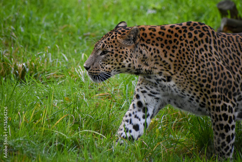 Male Sri Lankan leopard walking/prowling through grass. In captivity at Banham Zoo in Norfolk, UK 
