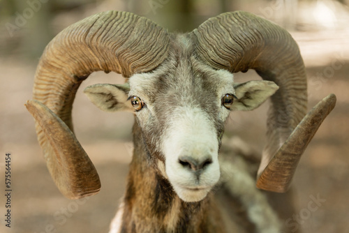 Portrait of a ram with big horns, mountain sheep, animal with horns, mouflon, wild ram