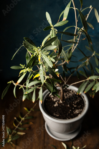 Small olive tree