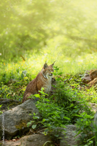 Canvas Print Eurasian lynx, Lynx lynx is a medium sized cat sitting behind rocks and green plants