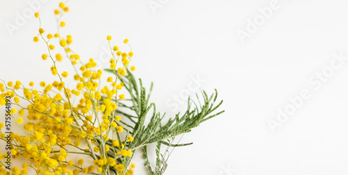 Branch of Mimosa flowers isolated on white background. Shallow depth of field. Selective focus. Banner. Place for text