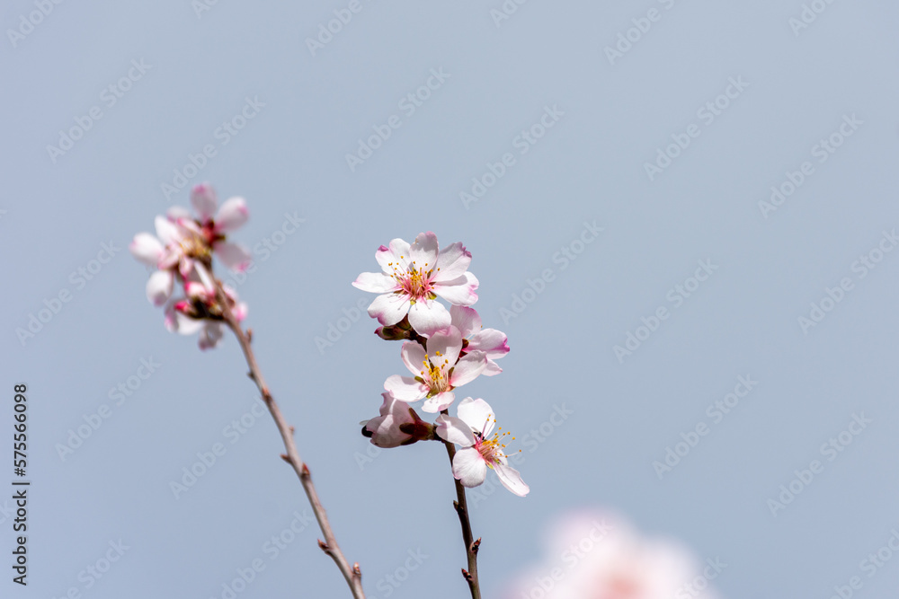 Close-up beautiful almond blossoms in spring. Close-up beautiful almond blossoms in spring.