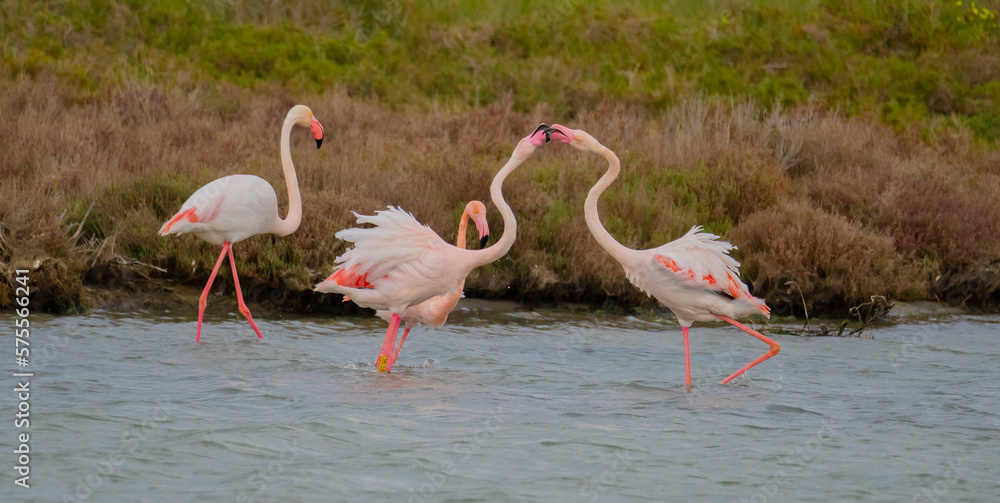 pink flamingos in their natural environment fighting for the supremacy of the group
