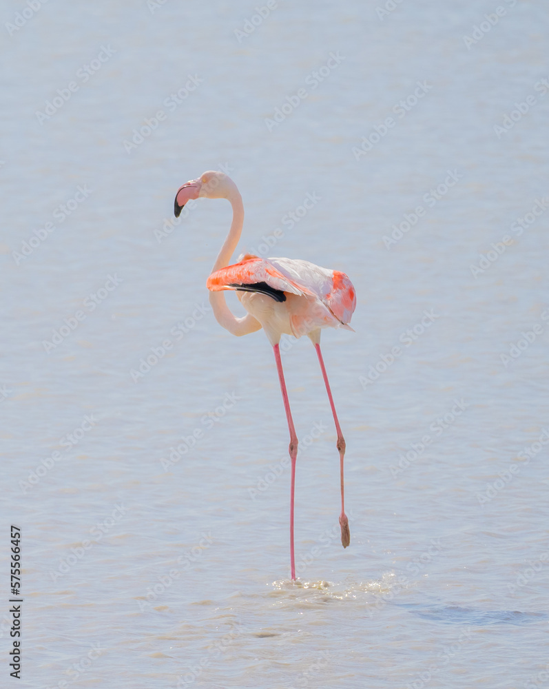 Obraz premium flock of pink flamingos in their natural environment