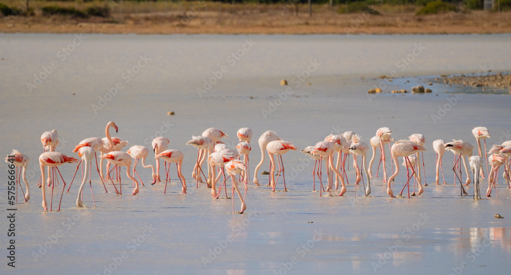 Fototapeta premium flock of pink flamingos in their natural environment