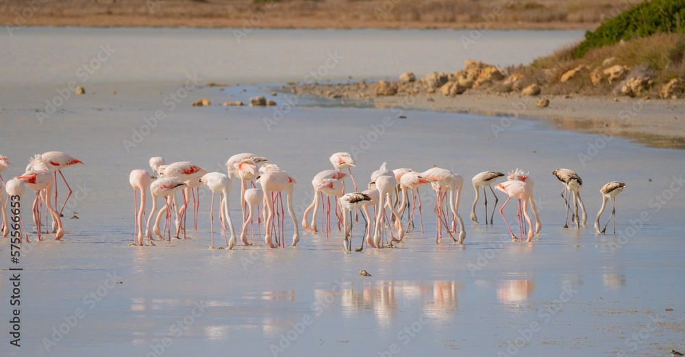 Fototapeta premium flock of pink flamingos in their natural environment