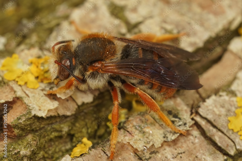 Closeup on the rare Spotted red-resin solitary bee, Rhodanthidium sticticum Closeup on the rare Spotted red-resin solitary bee, Rhodanthidium sticticum