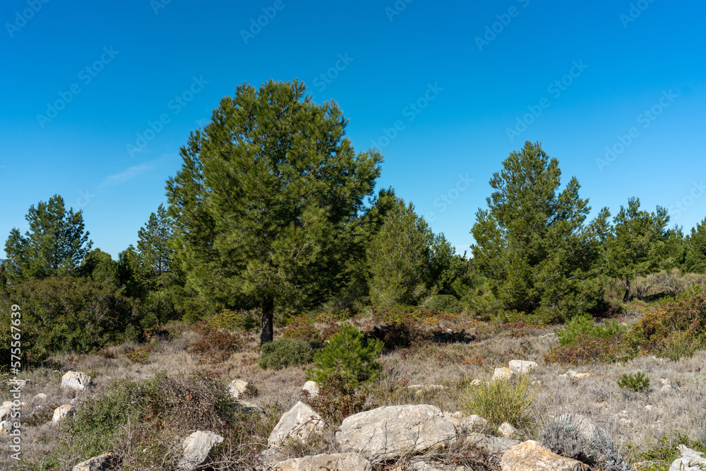 View of the meadow in the forest with pine trees and stones from the mountain hiking trail. Calm and relaxed nature concept.