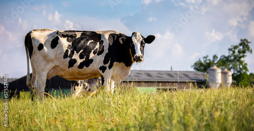 Vache laitière devant la ferme au milieu de la campagne.