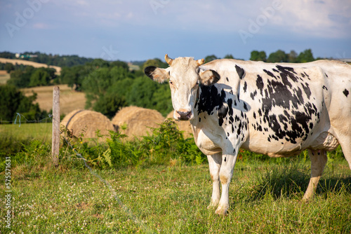 Vache laitière dans les champ au milieu de la campagne au printemps.