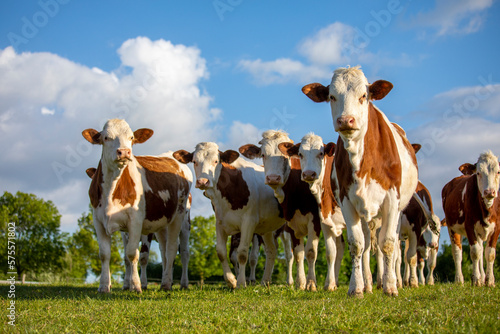Troupeau de vache laitière de race Normande en pleine nature dans les champs. © Thierry RYO