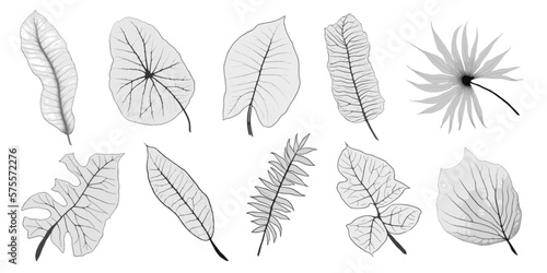 Set of vector tropical leaves in grayscale, blank for design