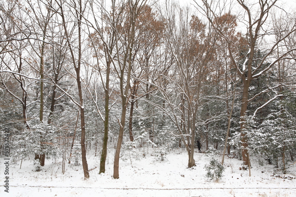 a snowy forest