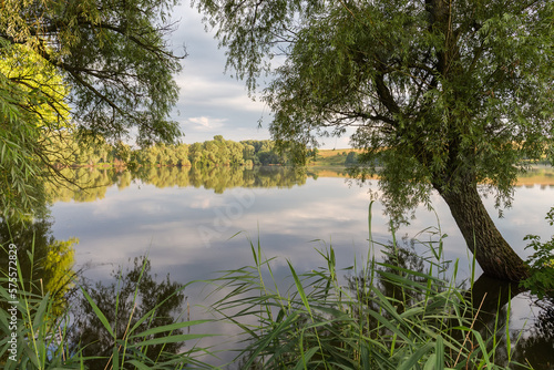 Fototapeta Naklejka Na Ścianę i Meble -  Morning pond in calm weather with old willows on shore
