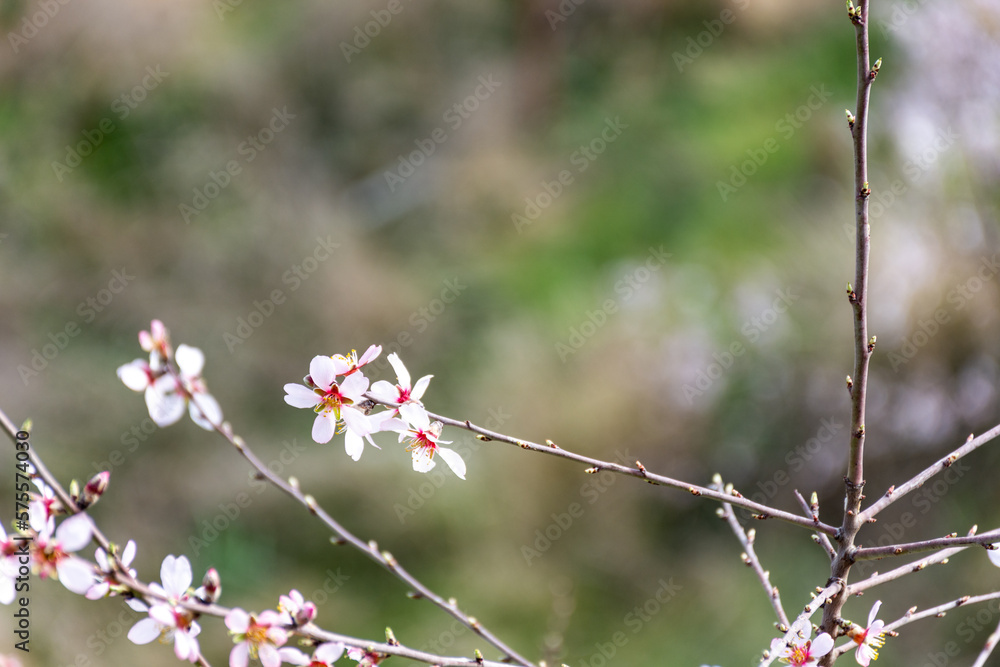 Close-up beautiful almond blossoms in spring. Close-up beautiful almond blossoms in spring.
