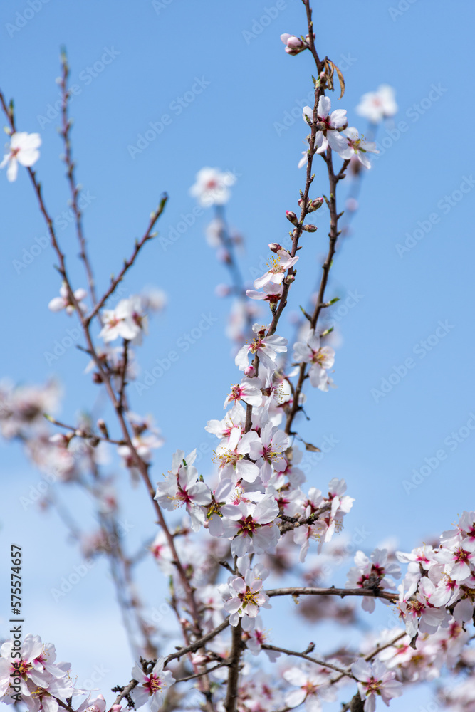 Close-up beautiful almond blossoms in spring. Close-up beautiful almond blossoms in spring.