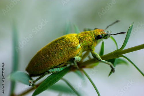Close-up of a Yellow Beetle, Latin call Curculionidae, Insect.