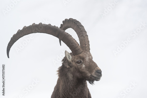 Portrait of an old Alpine Ibex (Capra Ibex) white background