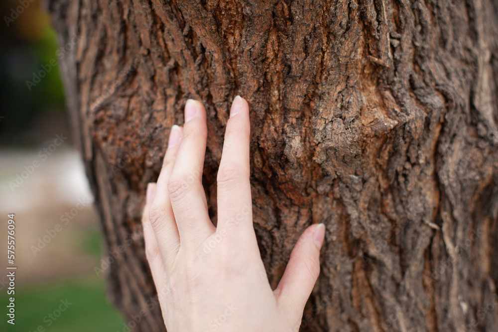 Hand touching tree bark texture