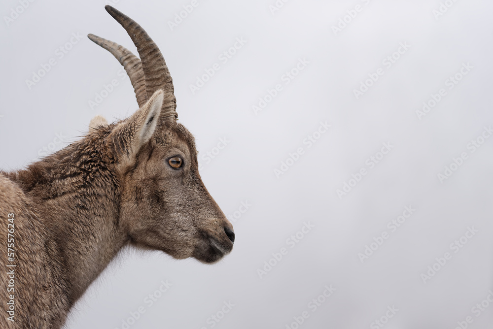 Portrait of an young alpine Ibex (Capra Ibex) white background