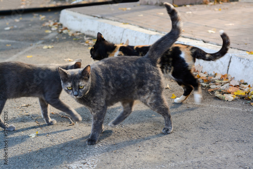 Lonely stray cats on asphalt outdoors. Homeless pet