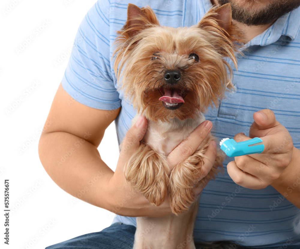Man brushing dog's teeth on white background, closeup Man brushing dog's teeth on white background, closeup