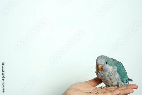 monk parakeet (Myiopsitta monachus) or Quaker parrot eat parrot pet portrait sitting on shoulders and eating a treat  isolated on white background. photo