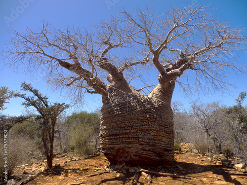 Baobab, Adansonia rubrostipa, has a massive trunk, it is a reservoir of water. Tsimanampetsotsa national park. Madagascar photo
