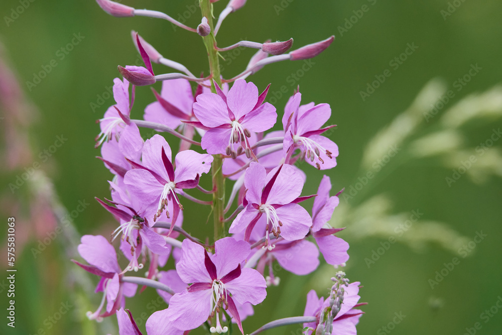 Schmalblättriges Weidenröschen (Epilobium angustifolium)	