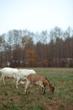 Cute little goats eat grass in the field against the background of the forest in the village. Beautiful autumn