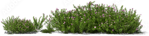 cistus shrub cistus incanus medical tea plant hq arch viz cutout photo